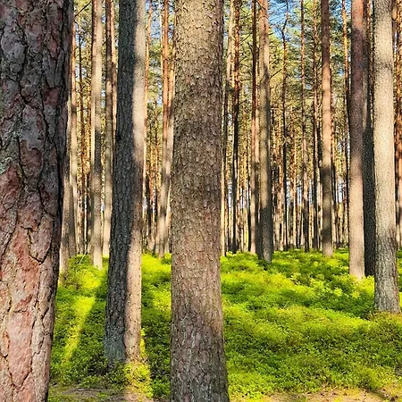 Forest Mood Hébergement de vacances Wieck