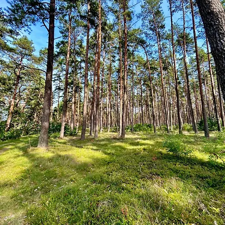Forest Mood Wieck
