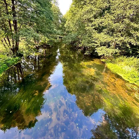 Forest Mood *