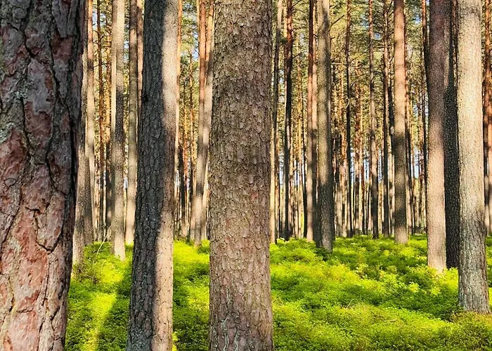 Forest Mood Ferienhaus Wieck